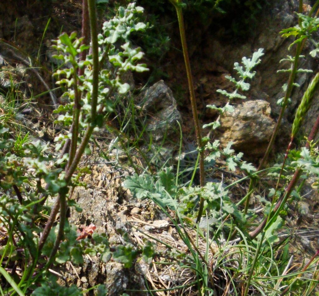 Erucastrum nasturtiifolium / Erucastro comune